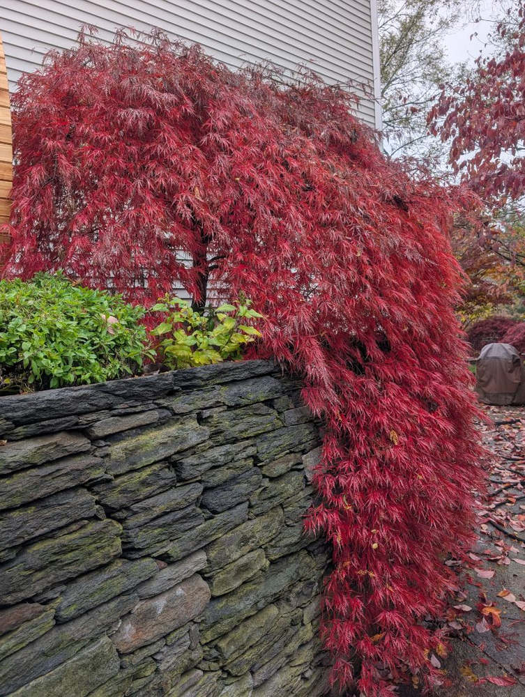 All Photos for Evolution Earthscapes, LLC in Ludlow, MA