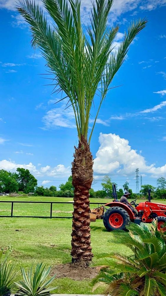 All Photos for Full Armor Landscapes in League City, TX