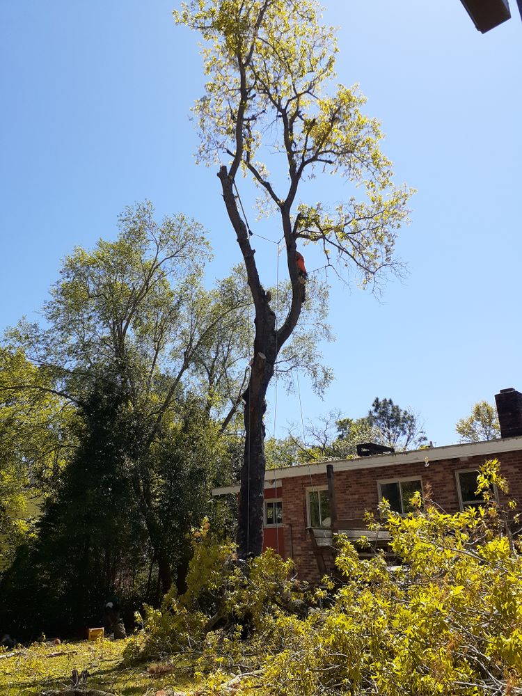 All Photos for Professional Tree Service USA in Chattanooga, TN