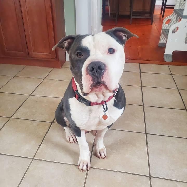 All Photos for Good Boys LLC in Irondequoit, NY