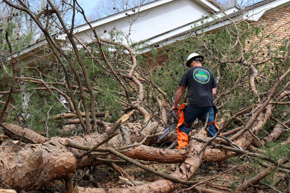 Our tree trimming and removal service offers expert care to maintain the health and appearance of your property's trees, ensuring safety and enhancing aesthetic appeal. Trust our skilled team today! for Mud Creek Vegetation Management in Russellville, AL