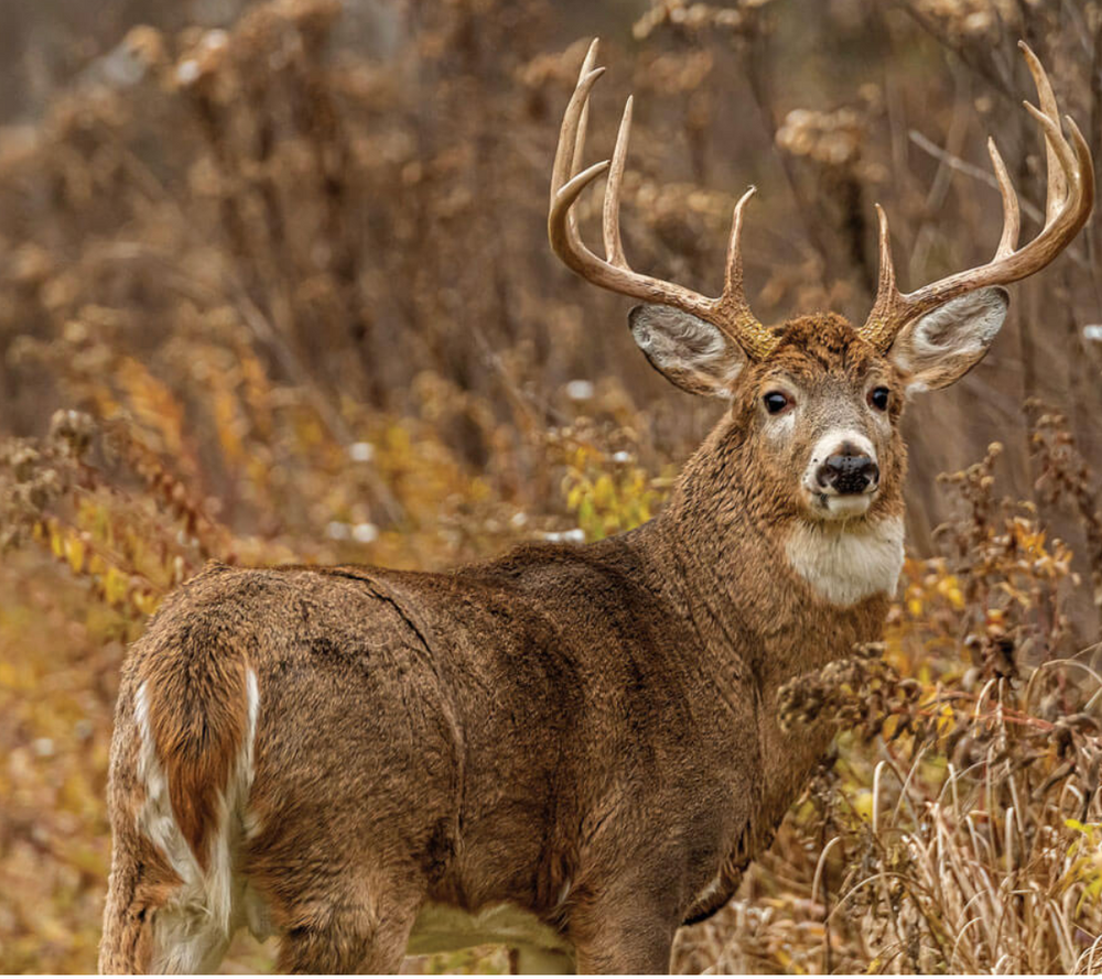 All Photos for Bluff Country Whitetails in Southern Indiana, IN
