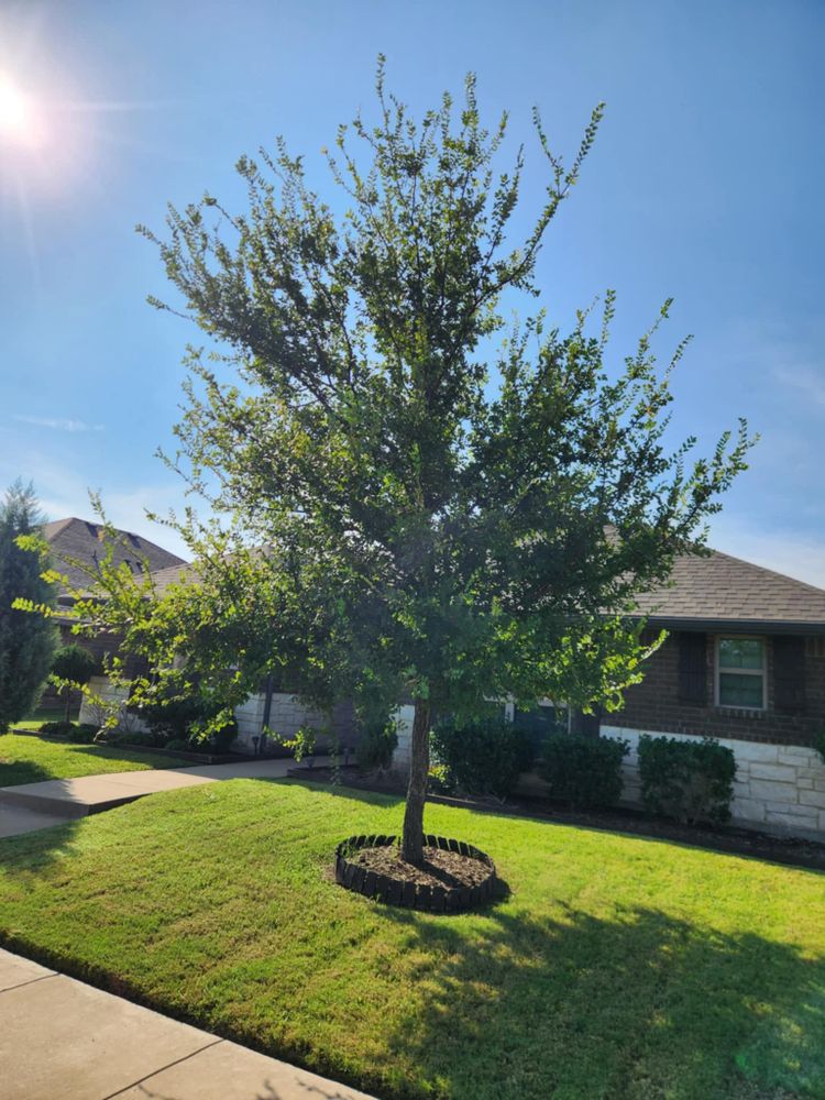 All Photos for Paquito's Landscaping in Ellis County, TX