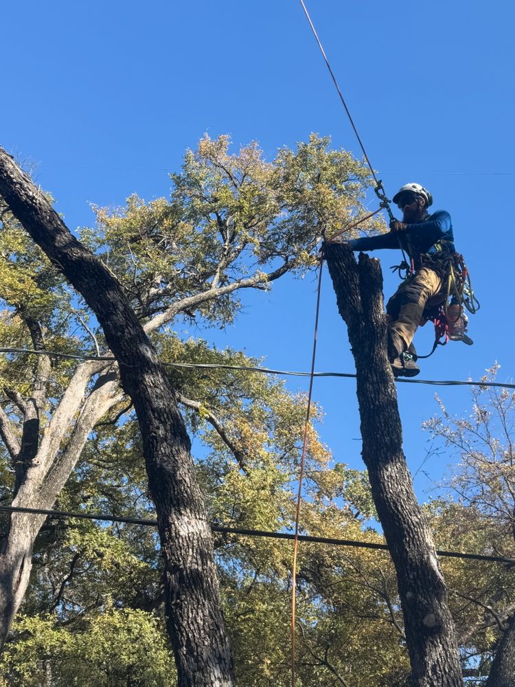 All Photos for Blu-J Tree Care in Arlington, TX