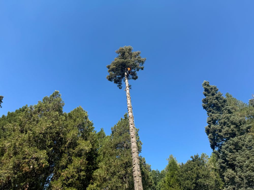 Property Clean Up for The Tree Fairy in Temecula, CA