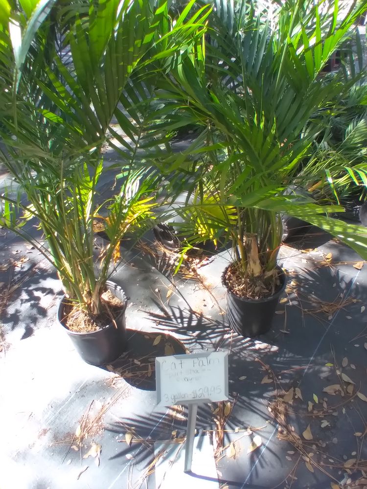 All Photos for Landrum’s Lawn & Tractor Services in Blountstown, FL