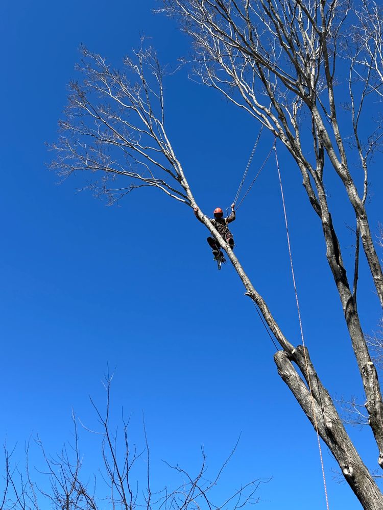 All Photos for Clifford’s Quality Tree Care & Landscaping in Enfield, NH