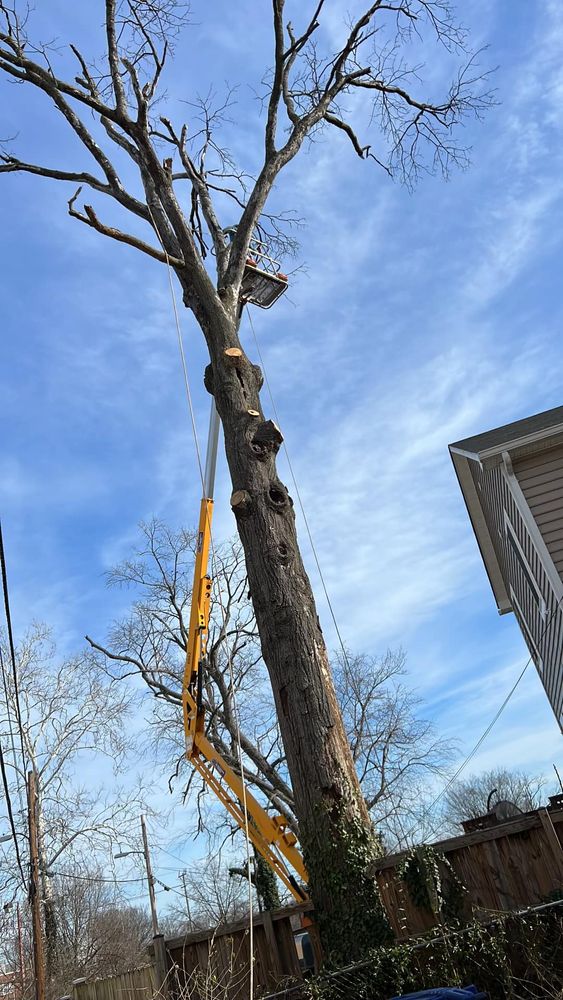 Tree Removal for Lux Arbor Tree Services in Harrisonburg, VA