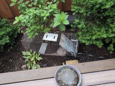 All Photos for Toppers Wildlife Removal in Garland, TX