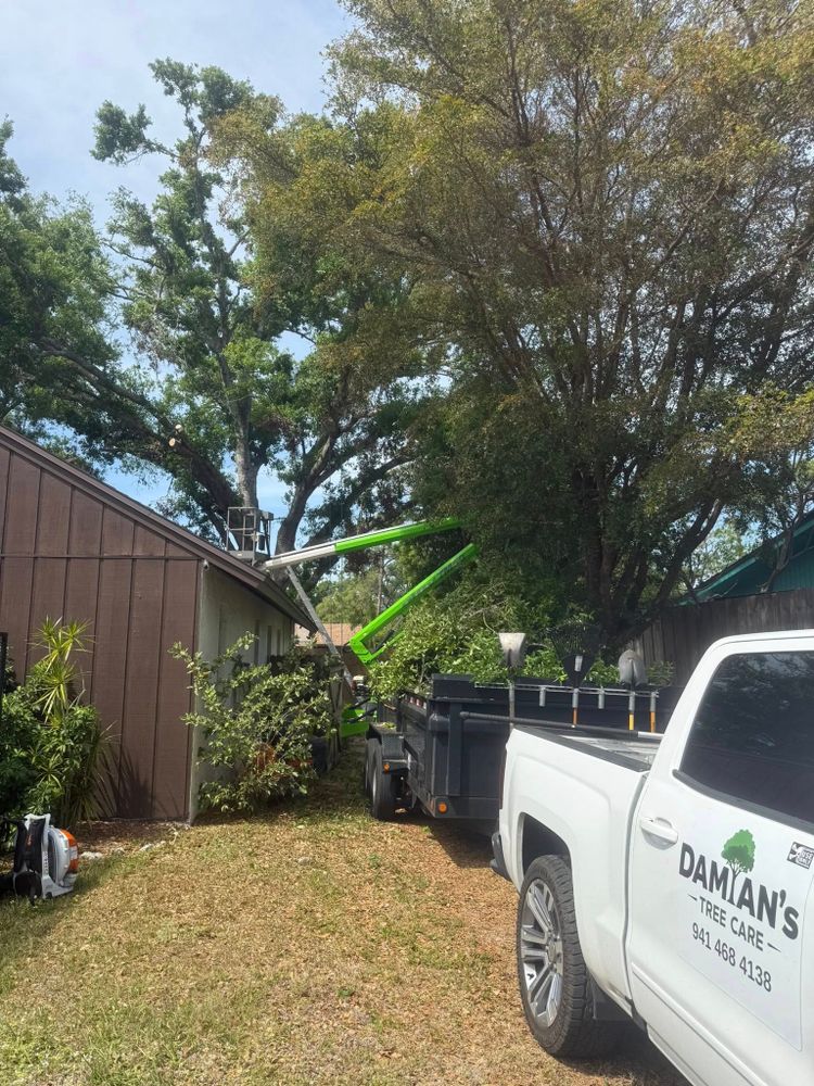 All Photos for Damian’s Tree Care in Sarasota, FL