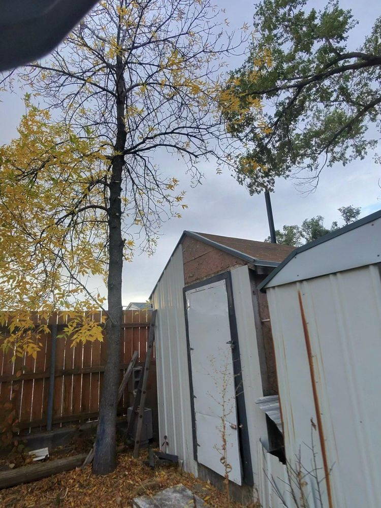 All Photos for Elevated Tree Care in Gillette, WY