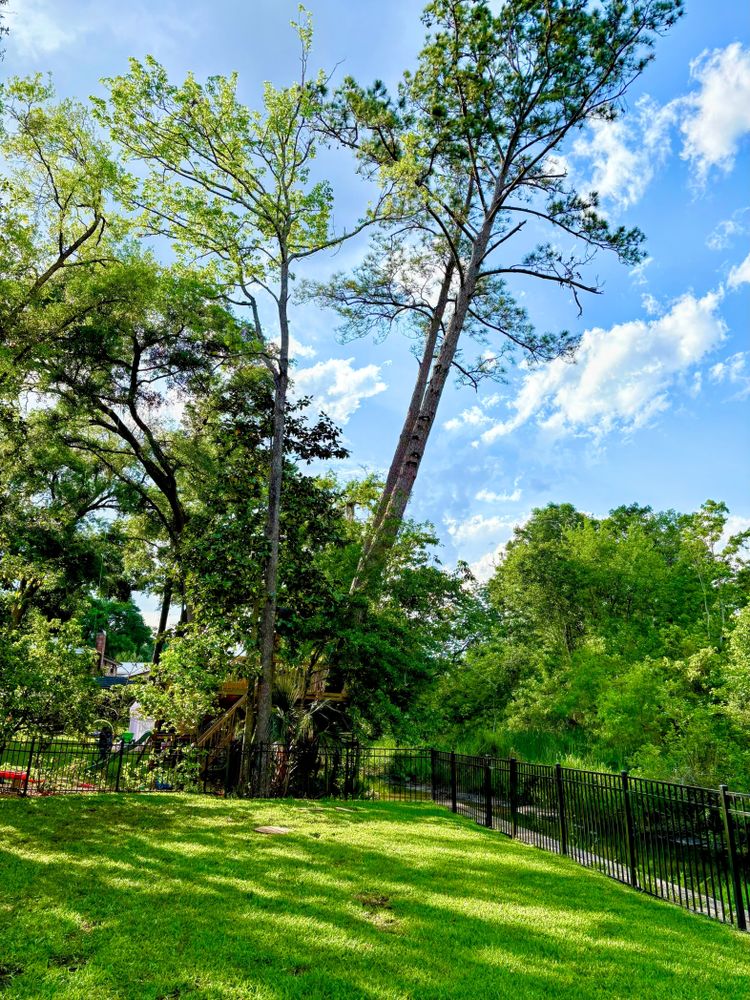 All Photos for Top Notch Tree Experts in Orange Park, FL
