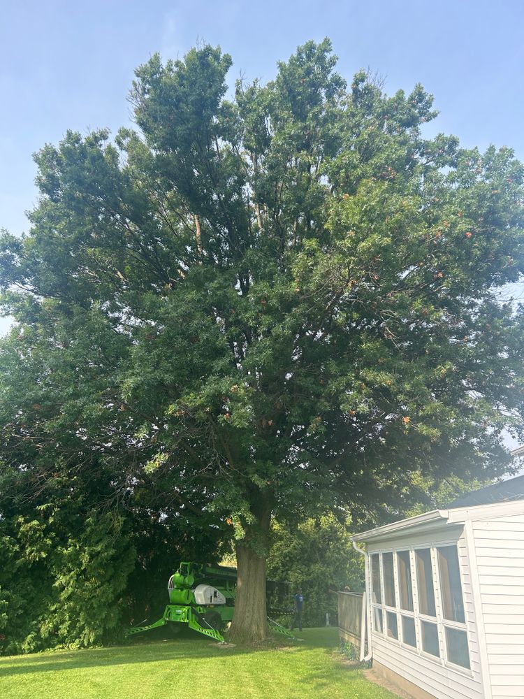 All Photos for Fransen's Tree Service  in Freeport, IL