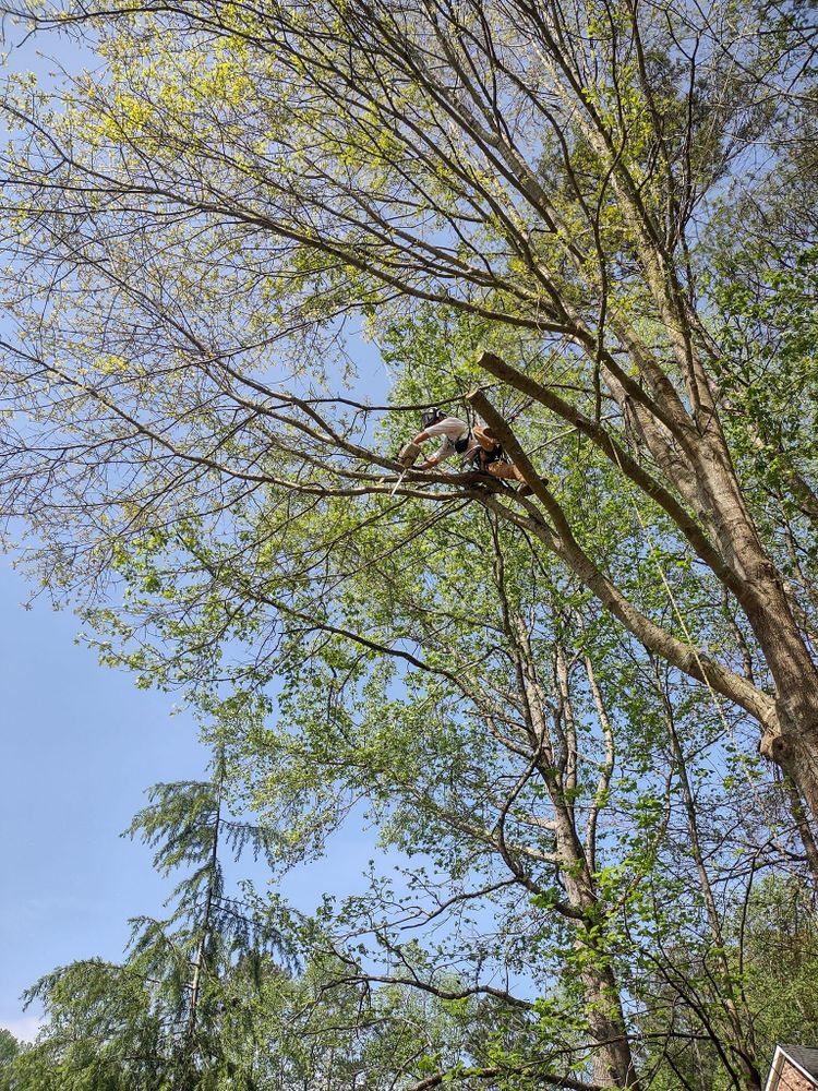 We offer professional tree trimming services to help improve the look and health of your trees. Our experienced team will ensure that your trees are properly pruned for optimal growth and beauty. for Ross Property Service in Fayette County, GA