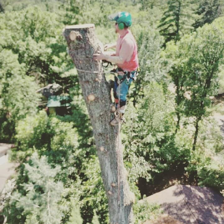 Tree Removal for Wenzels Tree Service LLC  in Bemidji, MN