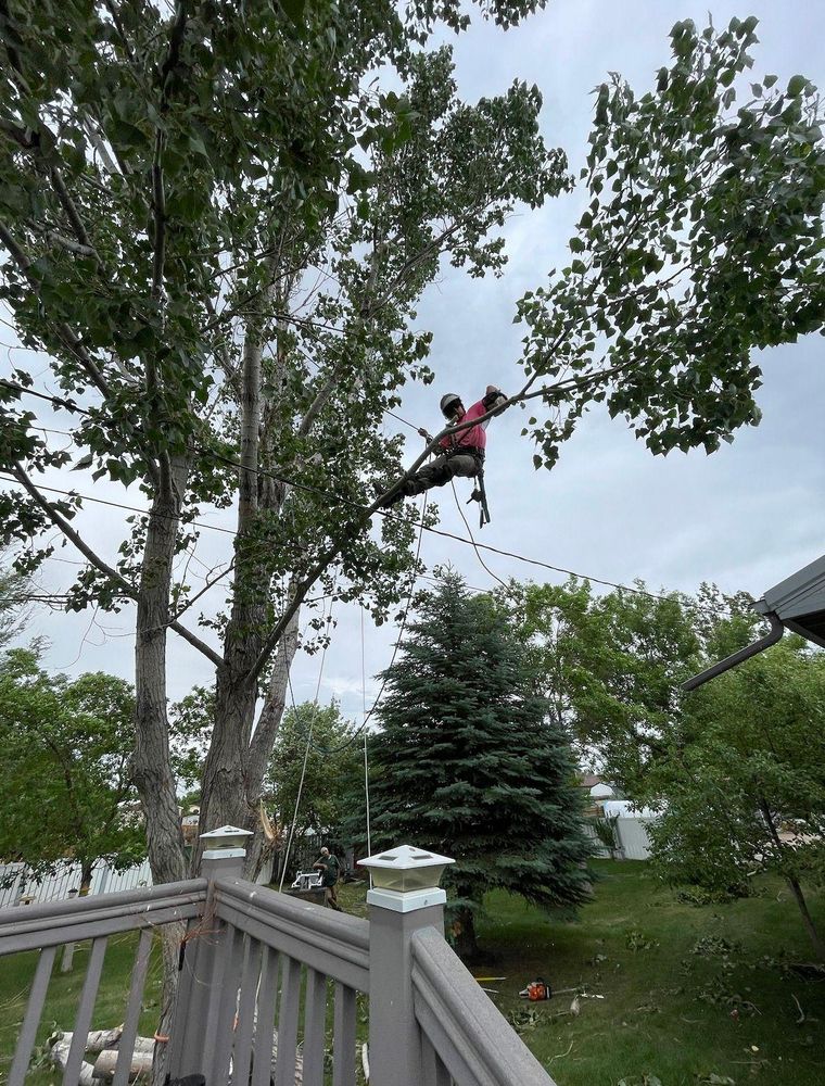 All Photos for Clean Cut Tree Service in Gillette, WY