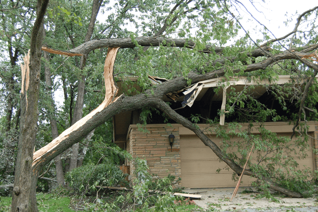 Enhance your home's curb appeal this autumn with our Fall Clean Up service, which includes leaf removal, branch trimming, and debris disposal to ensure a tidy and safe landscape before winter. for Professional Tree Service USA in Chattanooga, TN