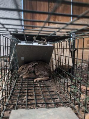 All Photos for Toppers Wildlife Removal in Garland, TX
