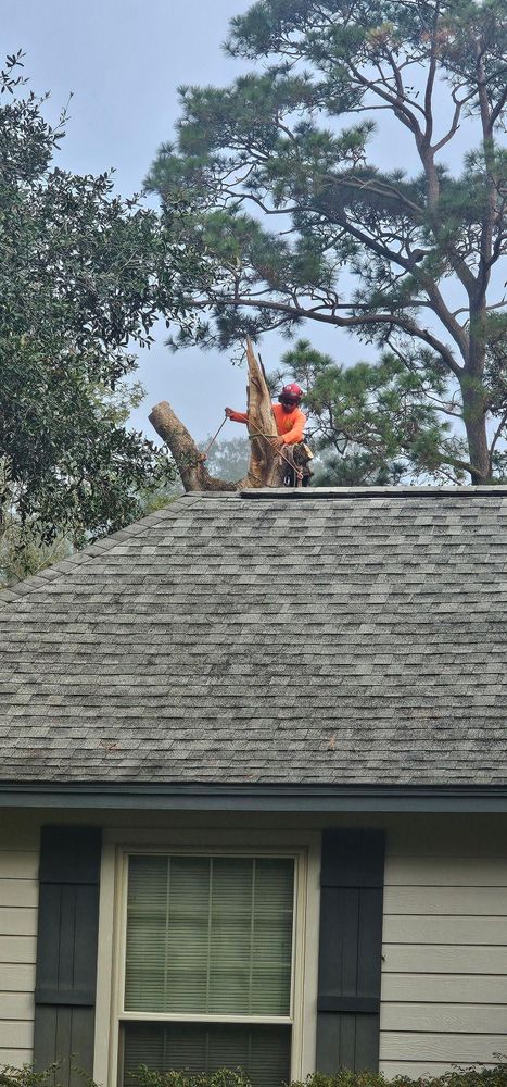 All Photos for Servin's Tree Care  in Houston, TX