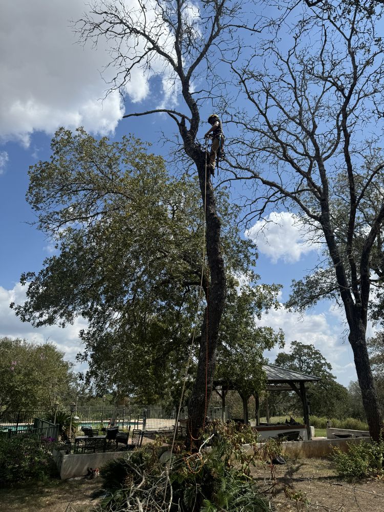 All Photos for Braun Tree Service in Floresville, Texas