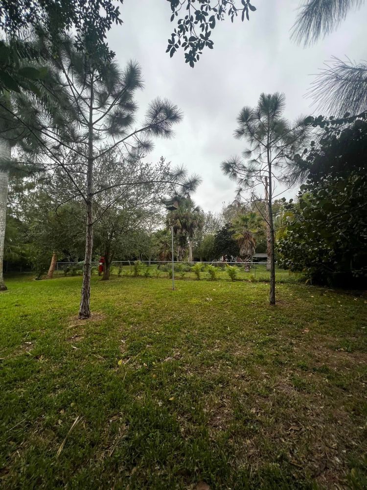 Tree Removal for Outdoor Solutions Of The Glades in Hendry County, FL