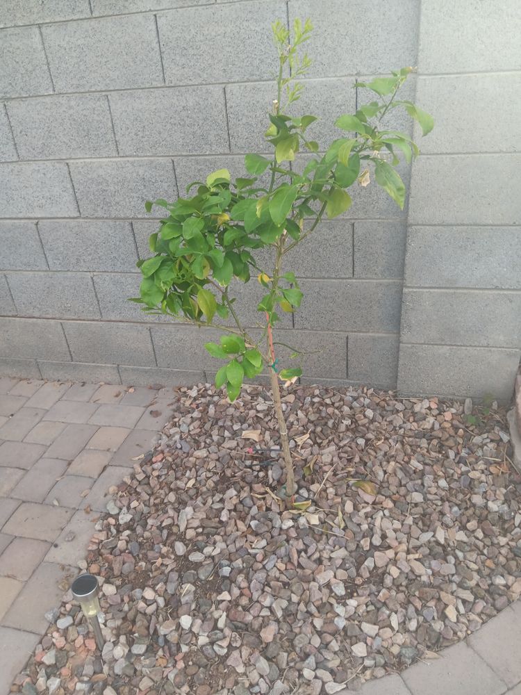 All Photos for Family Landscaping in Phoenix, AZ