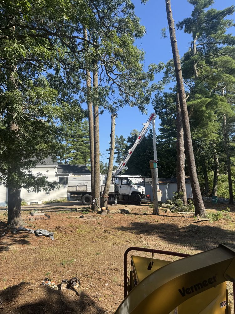 Tree Removal for Robery's Tree Service in West Wareham, MA