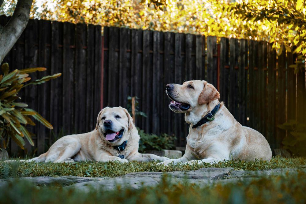 Our Residential Pet Waste Removal service provides convenient, reliable clean-up of pet waste from your yard, ensuring a sanitary and pleasant outdoor space for you and your family to enjoy. for Poop Pals NH in Gilford, NH