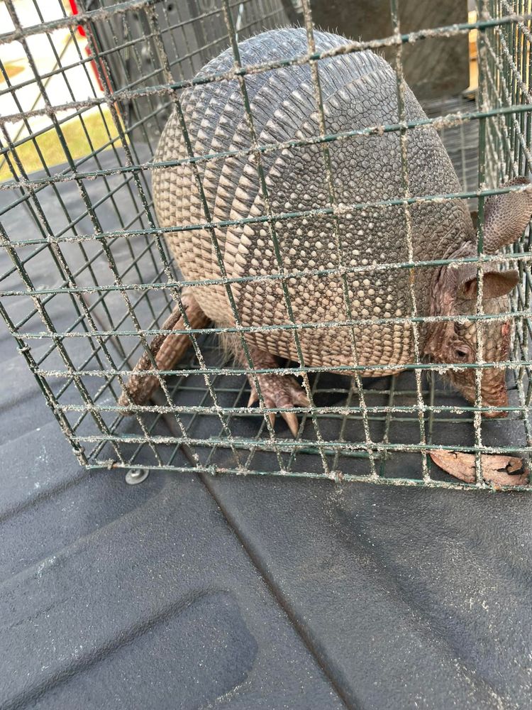 Our Armadillos service effectively controls and removes armadillos from your property, ensuring a safe and pest-free environment for you and your family. Contact us today for expert solutions. for North Brevard Wildlife Solutions in Mims, FL