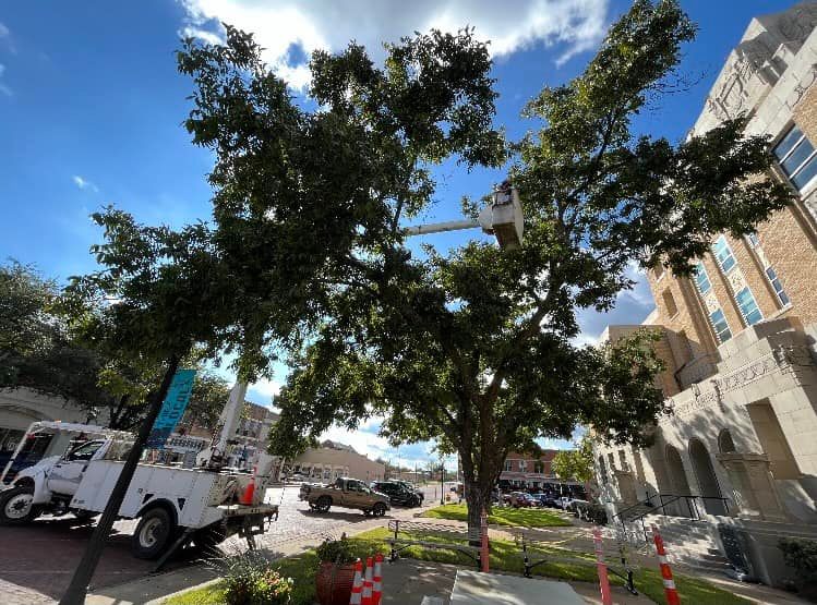 Tree Removal for Rollins Tree Service in Eastland, TX