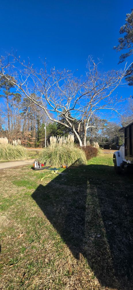 All Photos for Beach Tree Care in Virginia Beach, VA