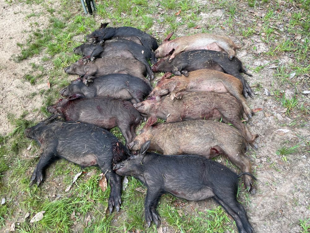All Photos for Havoc Hog Control in Molino, FL