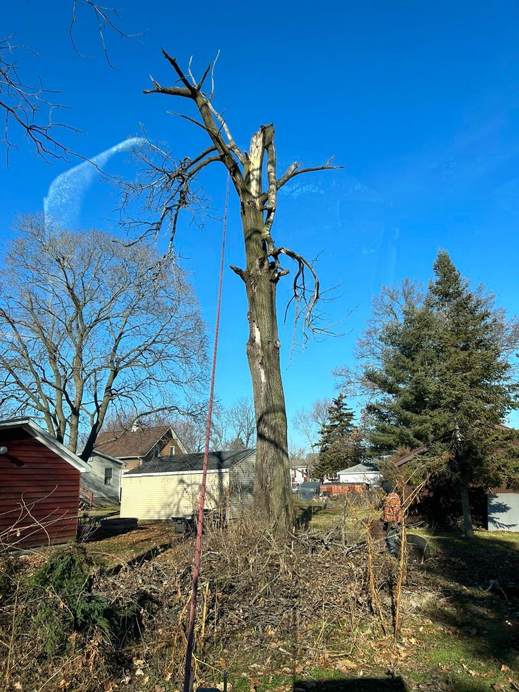 Tree Removal for Fransen's Tree Service  in Freeport, IL