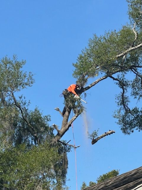 Enhance your property's beauty and safety with our expert tree trimming service, promoting healthy growth while preventing hazards. Trust our skilled team to maintain your trees' health and aesthetic appeal efficiently. for Narrow Path Tree Service in Deland, FL