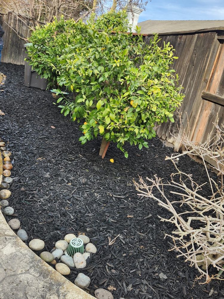 Landscaping for Vargas LANSCAPE LLC in Stockton, CA