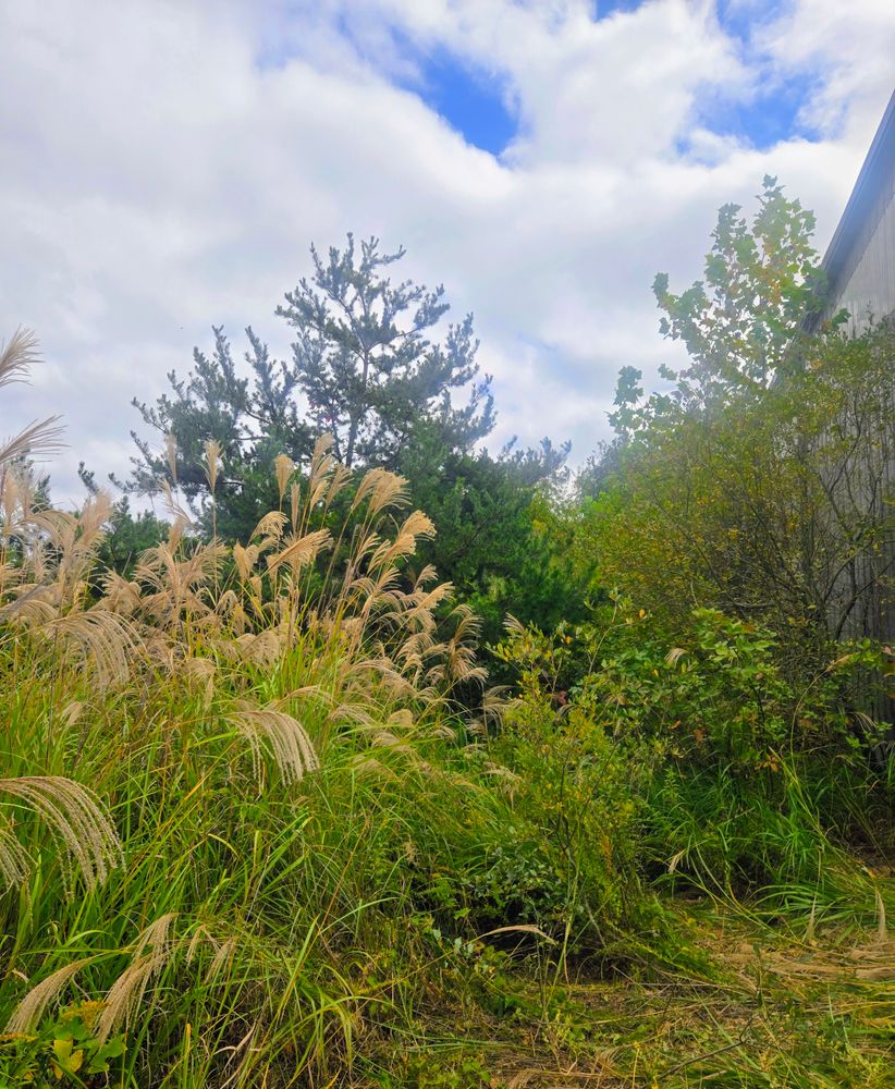 Clean ups and invasive plant management  for C4 TrueVision Renovations in Asheville, NC