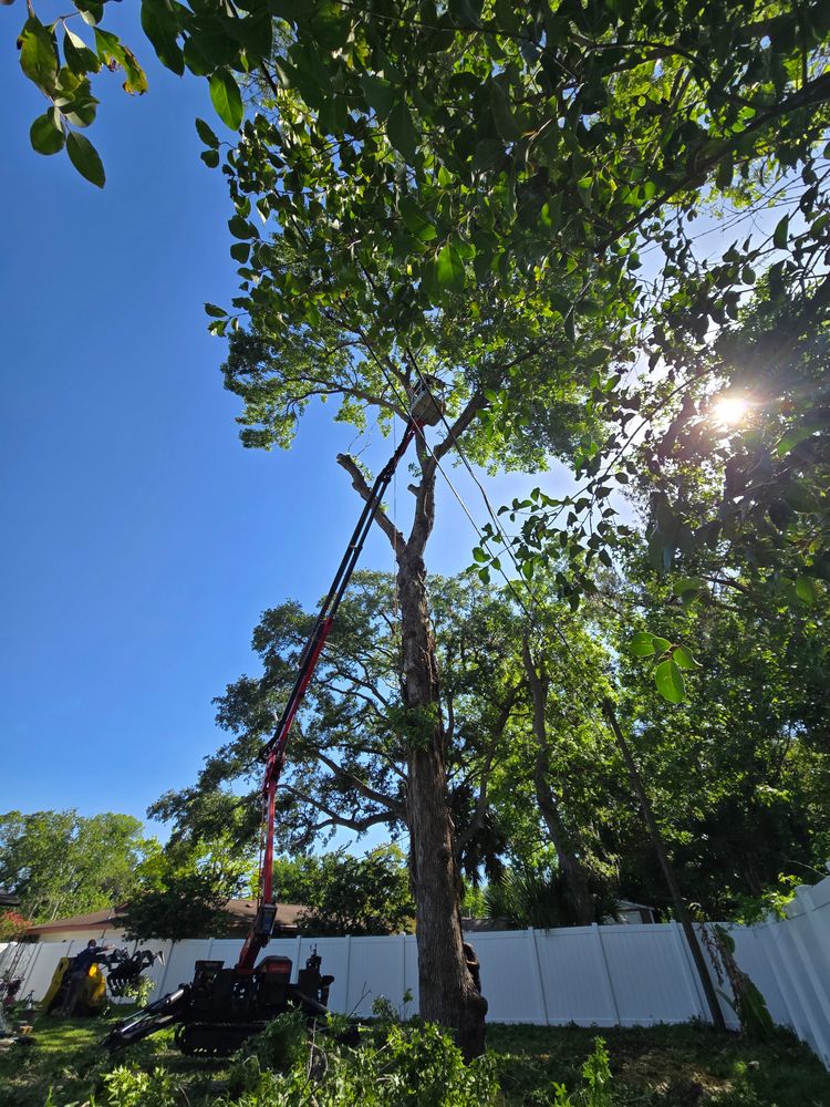 Tree Removal for Near Me Tree Service, Inc. in DeLand, FL