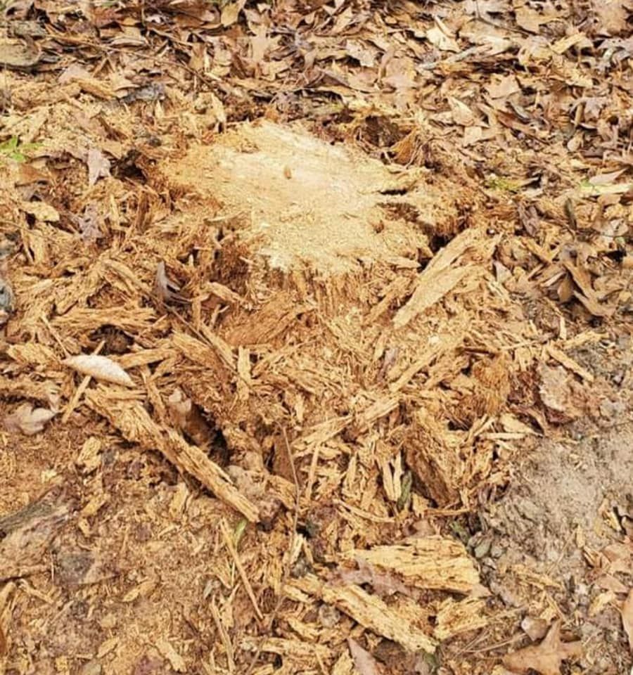 Tree Removal for DNA Tree Service in Birmingham, AL