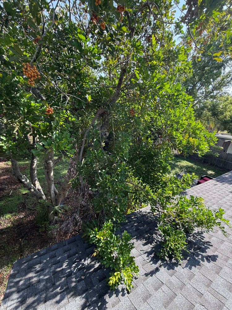 Tree Removal for Damian’s Tree Care in Sarasota, FL