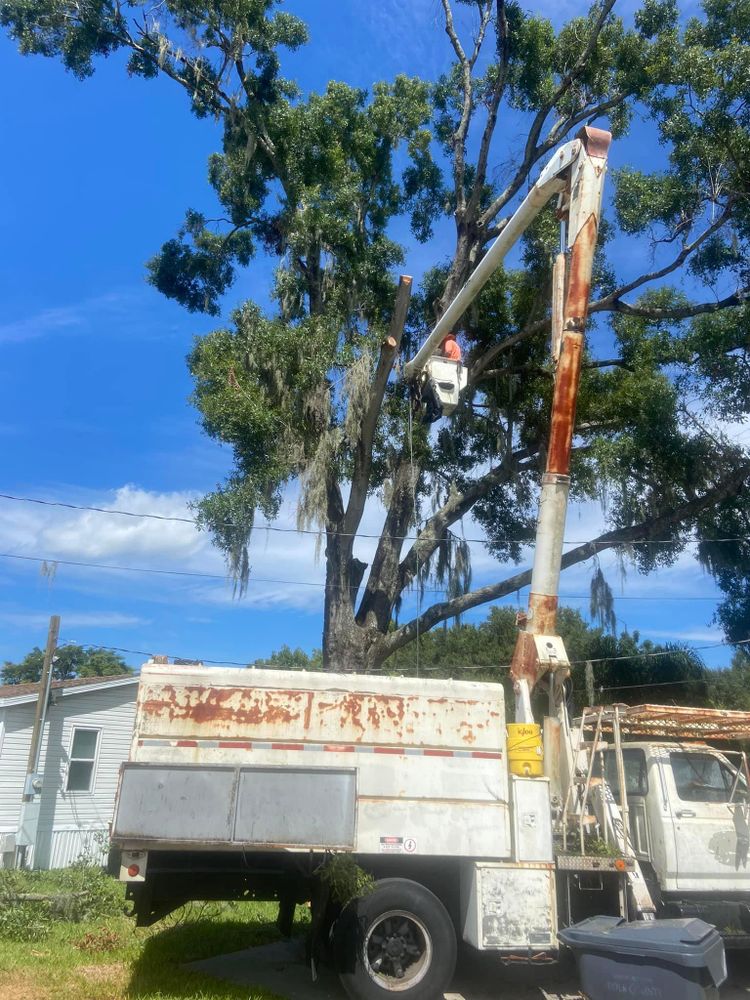 Fall and Spring Clean Up for Efficient and Reliable Tree Service in Lake Wales, FL