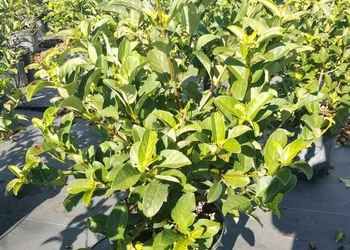 All Photos for Cunningham's Lawn & Landscaping LLC in Daytona Beach, Florida