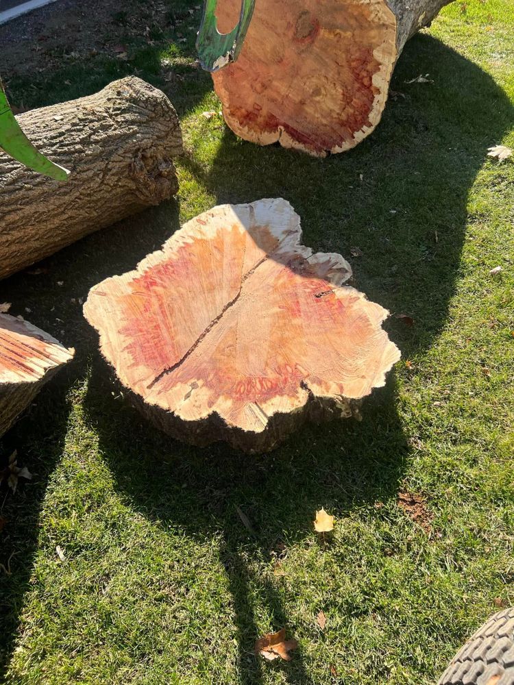 Tree Removal for Down To Earth Tree Service, LLC in Olmsted Falls, OH