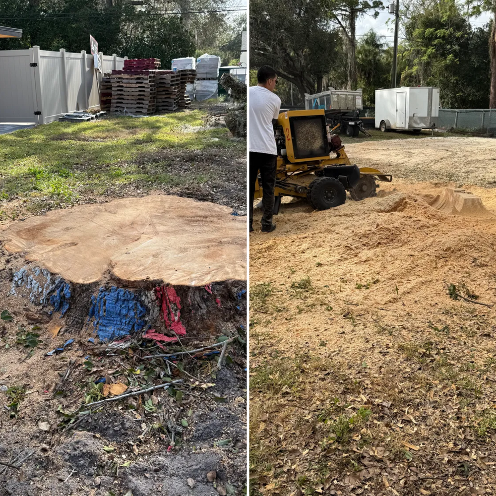 All Photos for Amerigrown Tree And Lawn in Apopka, FL