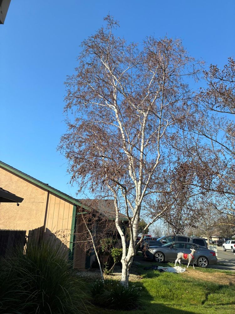 All Photos for Sammy's Tree Services in Sacramento, CA