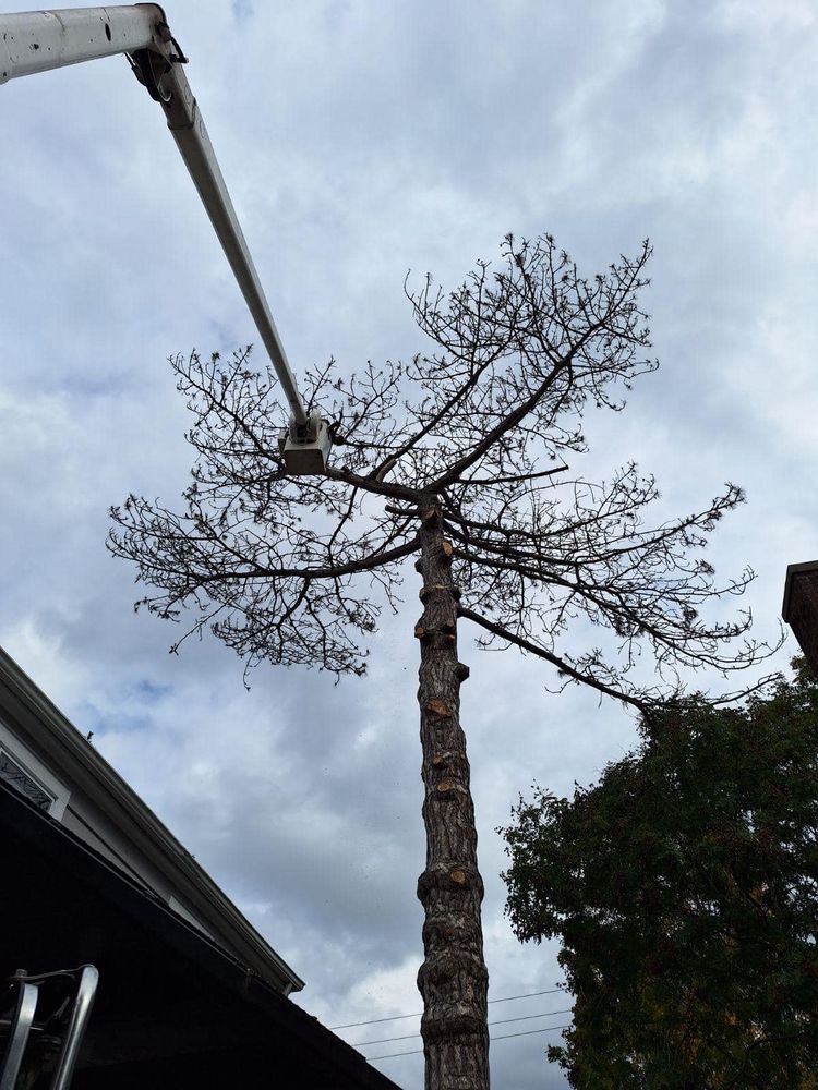 Tree Removal for Down To Earth Tree Service, LLC in Olmsted Falls, OH