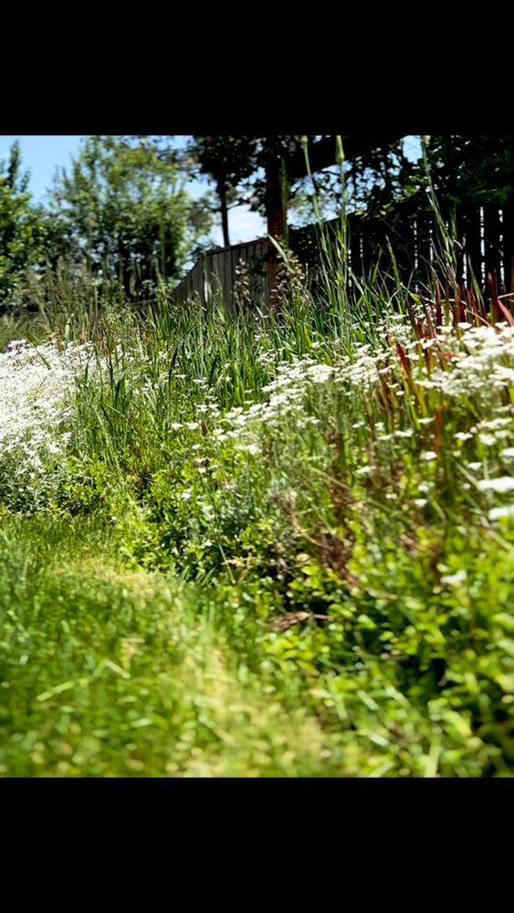 Lawn Care for Denver Bros Lawn Control in Denver, CO