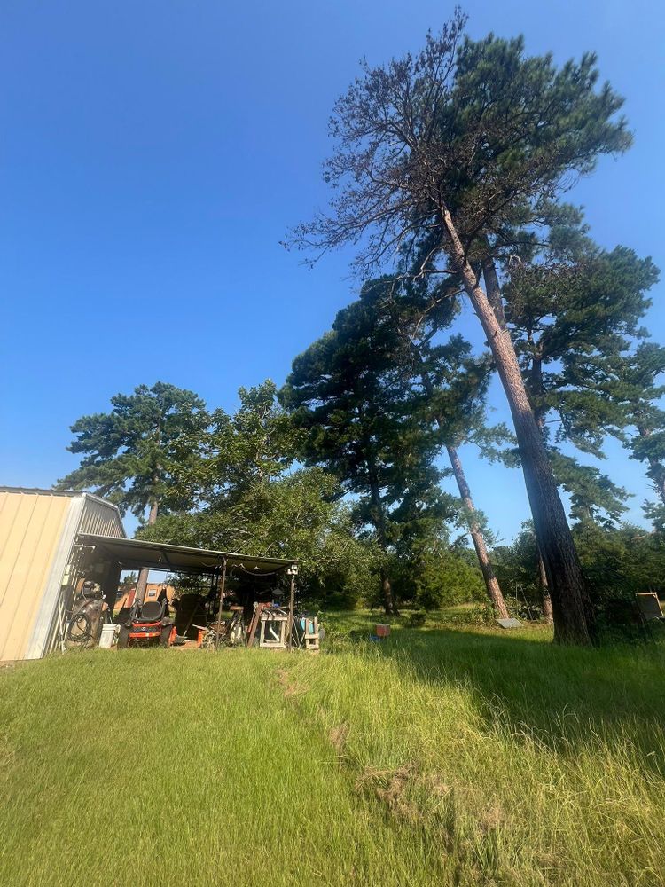 Tree Removal for Best Price Tree Service in Hallsville, TX