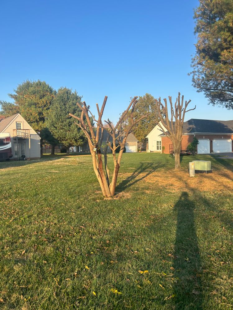 All Photos for Optimum Tree Service And Landscaping in Bowling Green, KY