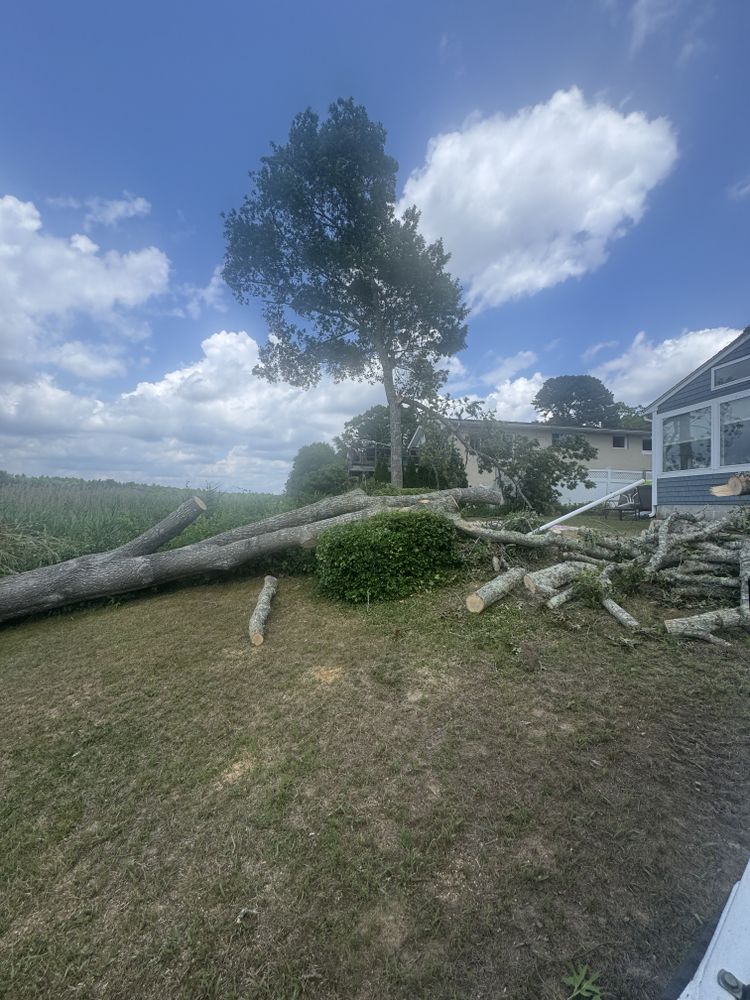 Tree Removal for Robery's Tree Service in West Wareham, MA