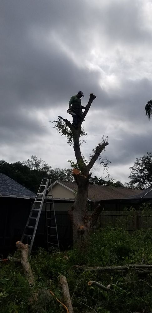 Landscaping for Tezna Landscaping, Trees & Pavers in Valrico, FL
